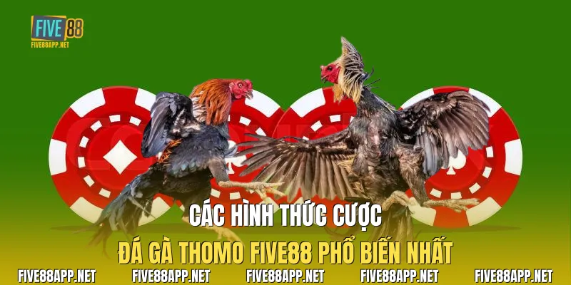 Các hình thức cược Đá Gà Thomo Five88 phổ biến nhất