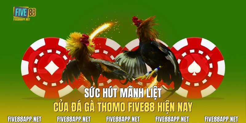 Sức hút mãnh liệt của Đá Gà Thomo Five88 hiện nay